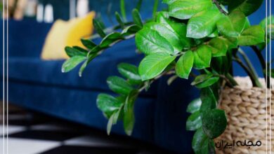 گل‌ها و گیاهان آپارتمانی برای اتاق پذیرایی