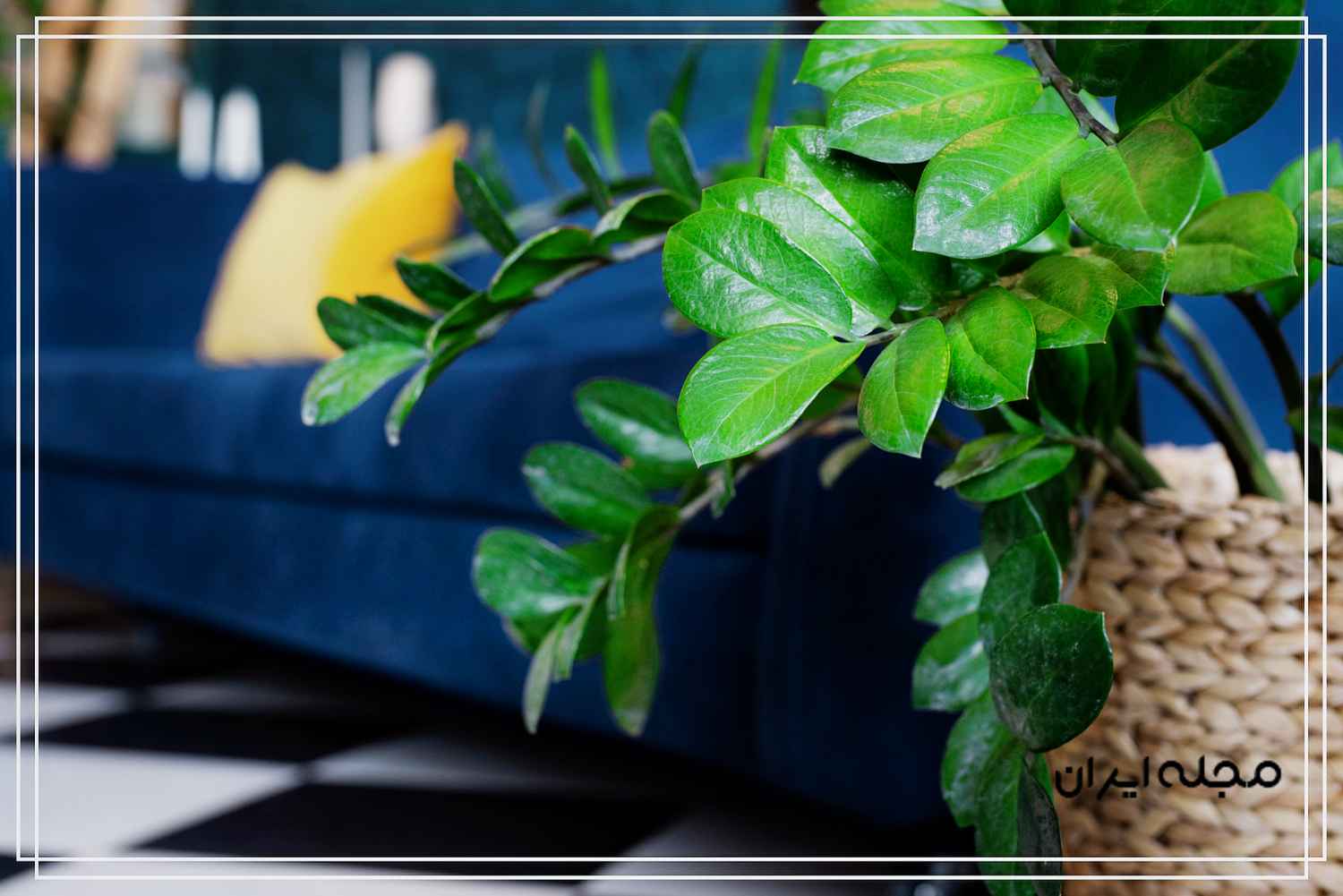 گل‌ها و گیاهان آپارتمانی برای اتاق پذیرایی