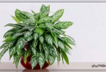 گیاهان خاص آپارتمانی 2024