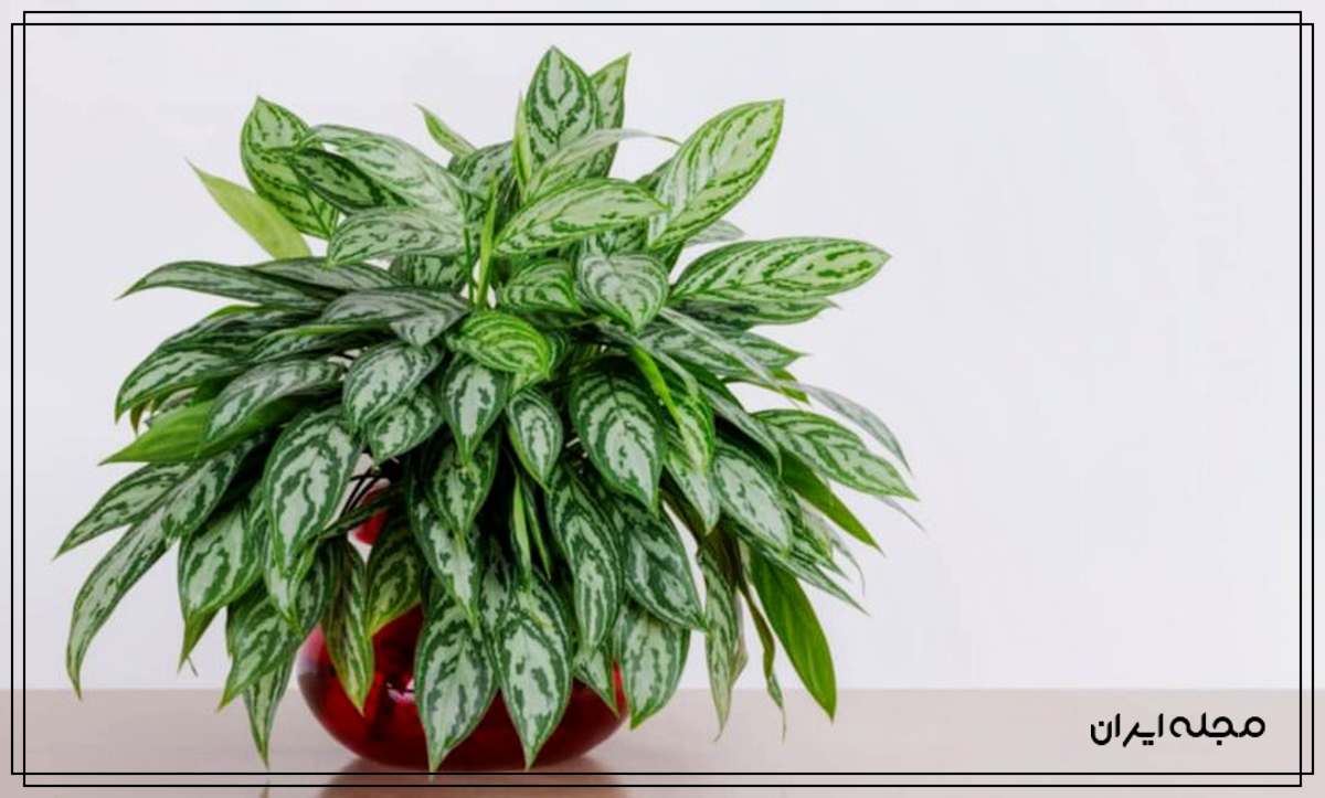 گیاهان خاص آپارتمانی 2024