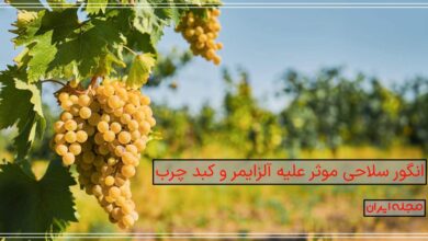 کشف شگفت‌انگیز: انگور سلاحی موثر علیه آلزایمر و کبد چرب