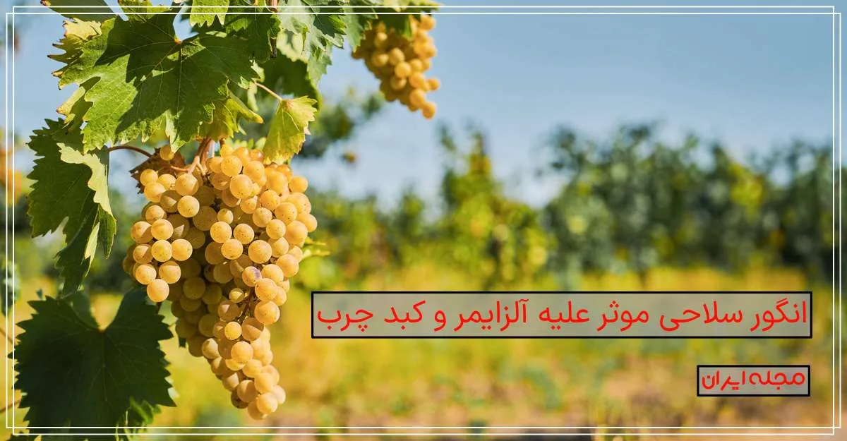 کشف شگفت‌انگیز: انگور سلاحی موثر علیه آلزایمر و کبد چرب