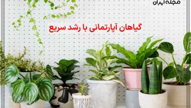 گیاهان آپارتمانی با رشد سریع