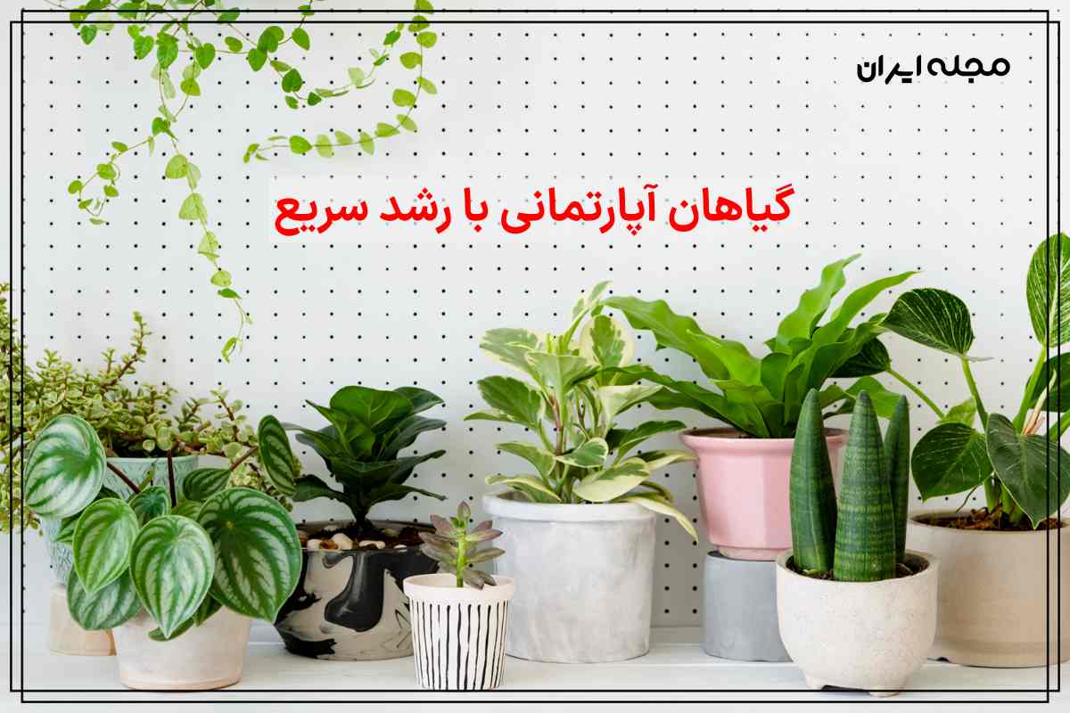 گیاهان آپارتمانی با رشد سریع