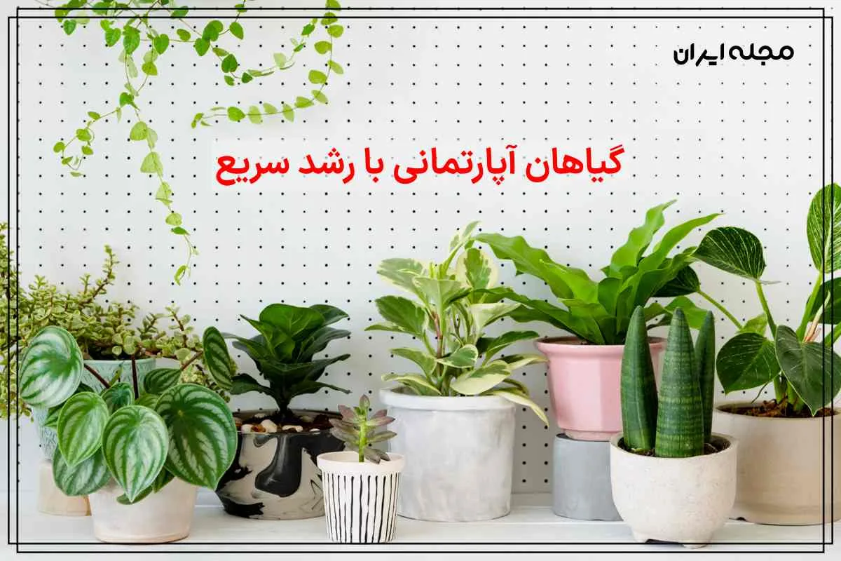 گیاهان آپارتمانی با رشد سریع