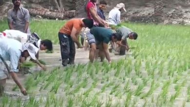 معرفی ۴ رقم جدید برنج سازگار با کم‌آبی